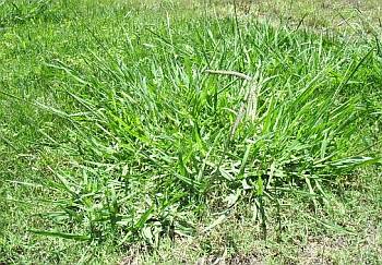 Best Way To Rid Of Mature Crabgrass 91