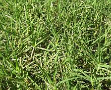 How Short Should I Cut Bermuda Gr Mycoffeepot Org How Short Should I Cut Bermuda Gr Mycoffeepot Org