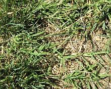 grass types pictures grass types pictures