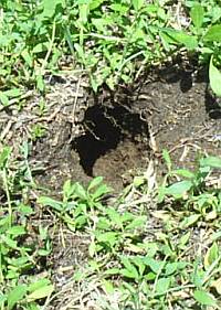what does a gopher look like gopher holes