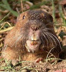What Does A Gopher Look Like?