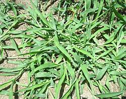 crabgrass pictures for all stages of growth crabgrass pictures for all stages of growth