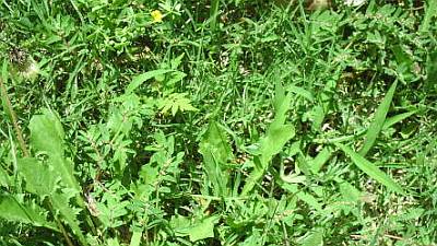 xovergrown-lawn-weeds-7.jpg.pagespeed.ic.sDgvHoLoMF.jpg