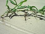 crabgrass stolon