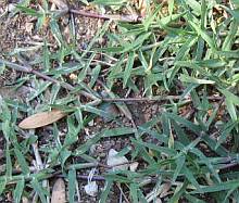 grass bermuda runners lawn stolons identification care counselor garden
