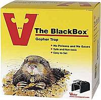 how to trap a gopher