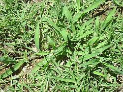 Crab grass in bermuda lawn