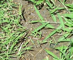 Crabgrass and bermuda grass