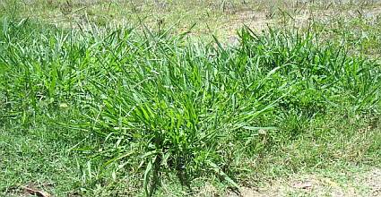 Mature Crabgrass