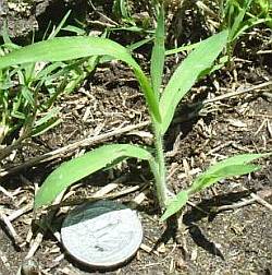 Crab grass seedling