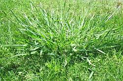 Crab grass clump in lawn