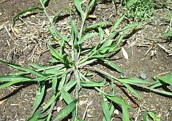 Crab grass growing large