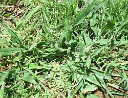 New crab grass in lawn