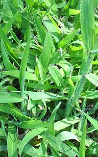crabgrass killer for St Augustine grass