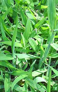 Crabgrass control in Delson and Saint-Constant