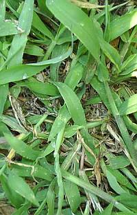 Crabgrass control in Delson and Saint-Constant