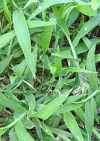 Crabgrass control in Delson and Saint-Constant