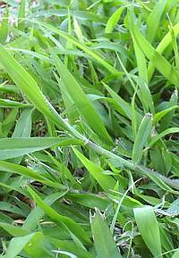 crabgrass killer St Augustine