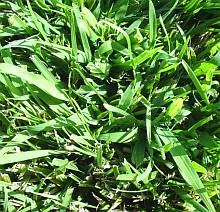 crabgrass blends in with lawn