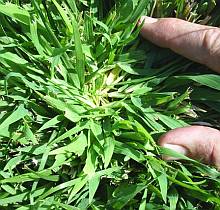 crabgrass center is different from lawn grass