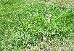 Mature crabgrass weed