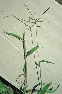 Crabgrass seedstalk
