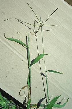 crabgrass seedstalk