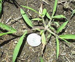 Crabgrass small plant
