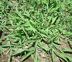 large crabgrass spreading
