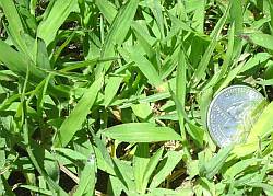 crabgrass sprouts in lawn