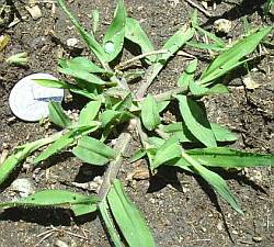 Young crabgrass weed
