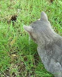 cat waits for gopher