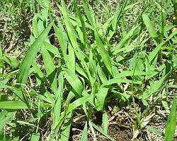 New crabgrass in lawn