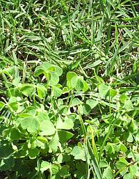 lawn weeds oxalis