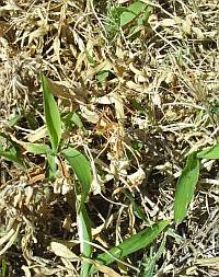 vinegar trys to kill crabgrass