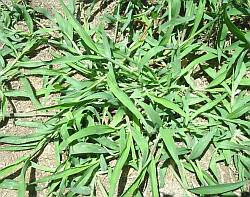 What does crabgrass look like